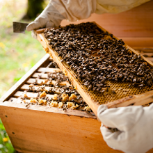 Bees and collecting honey