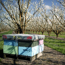 Setting up a new hive