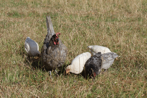 Bigger Chicks