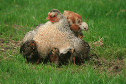 Chickens