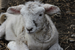 Sheep