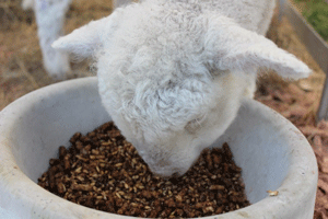 Sheep
