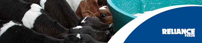Calf