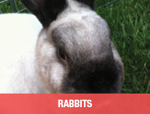 Rabbits