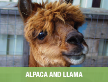 Alpaca