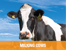 Cows