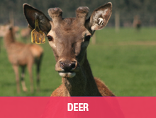 Deer