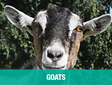 Goats