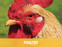Poultry