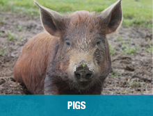 Pigs
