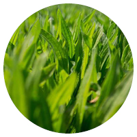 Agricom Ecotain