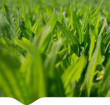 Regenerative and Organics